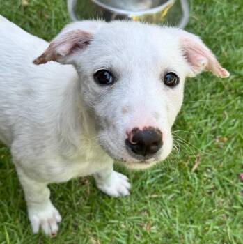 BamBam -  Australian Shepherd and Labrador Retriever Dog for Adoption in Little Rock, Arkansas - BamBam | PetCurious
