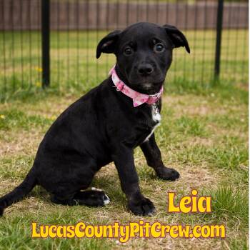 Labrador Retriever and Pit Bull Terrier Dogs Available for Adoption - Leia | PetCurious
