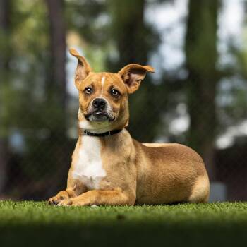 Mulan -  Mixed Breed Dog for Adoption in Jupiter, Florida - Mulan | PetCurious