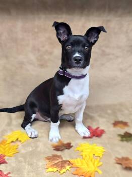 Checkers -  Miniature Pinscher and American Bully Dog for Adoption - Checkers | PetCurious