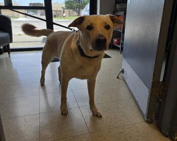 YODA -  Labrador Retriever and Mixed Breed Dog for Adoption in Olathe, Kansas - YODA | PetCurious
