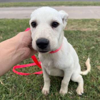 Luna -  Australian Cattle Dog Blue Heeler and Labrador Retriever Dog for Adoption in Aledo, Texas - Luna | PetCurious