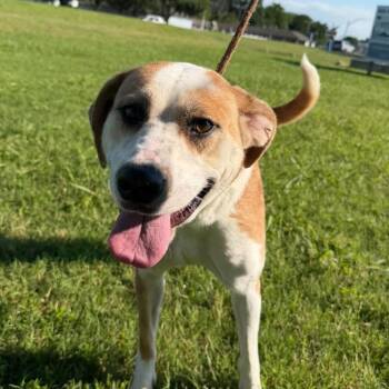 Dixie -  Labrador Retriever Dog for Adoption in Vinita, Oklahoma - Dixie | PetCurious
