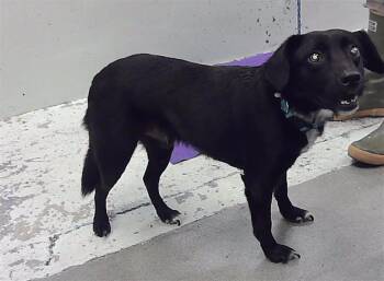 BENTLEY -  Labrador Retriever and Mixed Breed Dog for Adoption in Houston, Texas - BENTLEY | PetCurious