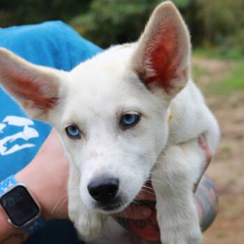 CT Penne -  Shepherd and Husky Dog for Adoption in Eastford, Connecticut - CT Penne | PetCurious