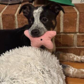 Cooper -  Mixed Breed and German Shepherd Dog Dog for Adoption in Christiansburg, Virginia - Cooper | PetCurious