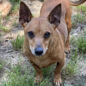 Rescue Dachshund Dogs for Adoption in Locust Fork, Alabama - Rowan | PetCurious