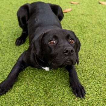 Rescue Hound and Mixed Breed Dogs for Adoption in Gainesville, Georgia - Peppa | PetCurious