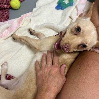 Dobby-Lou -  Chihuahua Dog for Adoption in Groveland, Massachusetts - Dobby-Lou | PetCurious