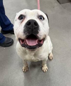 Pit Bull Terrier and American Bulldog Dogs Available for Adoption - JOHN | PetCurious