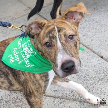 Flarry -  Shepherd and Plott Hound Dog for Adoption in Washington, District Of Columbia - Flarry | PetCurious