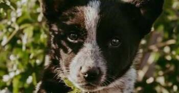 Reese -  Australian Cattle Dog Blue Heeler Dog for Adoption in Waunakee, Wisconsin - Reese | PetCurious