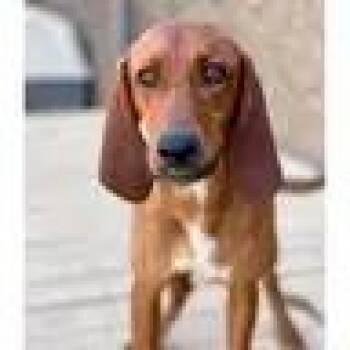 Gridley (CA) -  Redbone Coonhound Dog for Adoption - Gridley (CA) | PetCurious