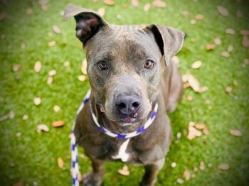 Rescue Pit Bull Terrier Dogs for Adoption in Orlando, Florida - PRINCE | PetCurious