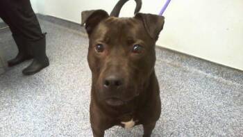 Staffordshire Bull Terrier and Mixed Breed Dogs Available for Adoption in Charlotte, North Carolina - BART | PetCurious