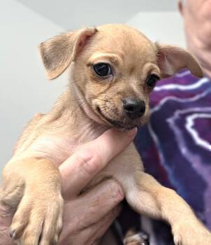 Hera -  Chihuahua Dog for Adoption in Savannah, Georgia - Hera | PetCurious