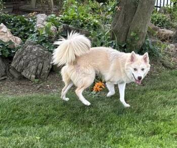 Bunnie - Available in Foster -  Mixed Breed Dog for Adoption in Morristown, New Jersey - Bunnie - Available In Foster | PetCurious