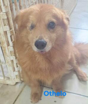 Othello -  Pomeranian and Mixed Breed Dog for Adoption in Severance, Colorado - Othello | PetCurious