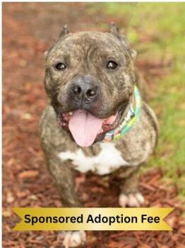 Sonia- In Foster Home -  Mixed Breed Dog for Adoption in Hamilton, Ohio - Sonia- In Foster Home | PetCurious