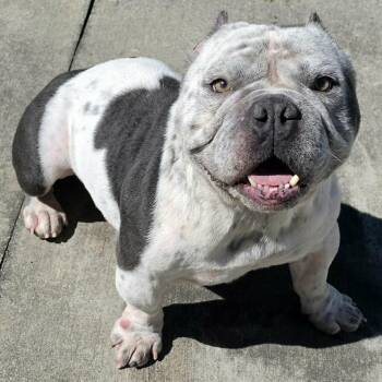 Money, Bulldog Boy -  Bulldog and American Bully Dog for Adoption in Meriden, Connecticut - Money, Bulldog Boy | PetCurious