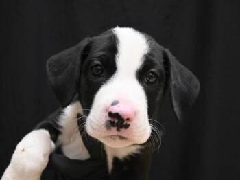 Chewbacca -  Pit Bull Terrier Dog for Adoption in Portland, Oregon - Chewbacca | PetCurious