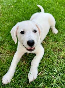Gianna -  Beagle and Australian Shepherd Dog for Adoption in VERNON ROCKVL, Connecticut - Gianna | PetCurious
