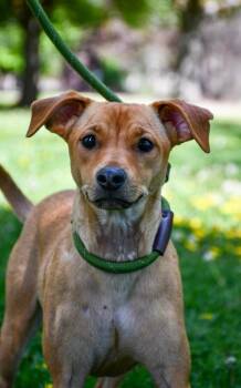 Chihuahua and Terrier Dogs Available for Adoption in Yakima, Washington - Buddy | PetCurious