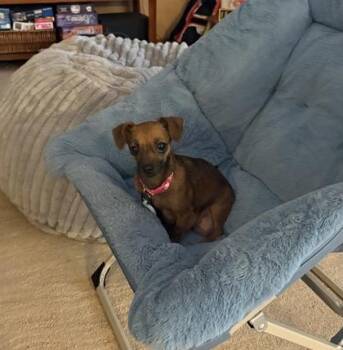 Sofia -  Dachshund and Chihuahua Dog for Adoption in Wichita, Kansas - Sofia | PetCurious