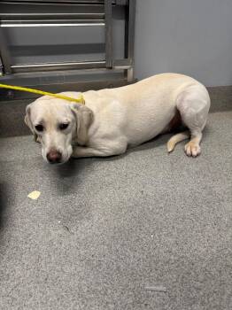 Cloud -  Labrador Retriever and Pit Bull Terrier Dog for Adoption in Bloomington, Indiana - Cloud | PetCurious