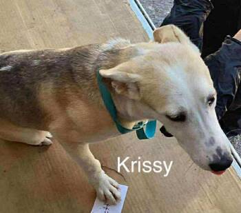 Rescue Shepherd Dogs for Adoption in Estes Park, Colorado - Krissy | PetCurious
