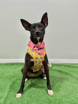 Labrador Retriever and Shepherd Dogs Available for Adoption - Gypsy Rose | PetCurious