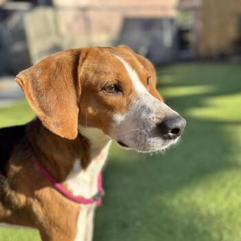 Treeing Walker Coonhound Dogs Available for Adoption in Hilton Head Island, South Carolina - Twiggy | PetCurious