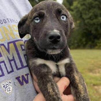 Barbara -  Husky Dog for Adoption in Ottawa Hills, Ohio - Barbara | PetCurious