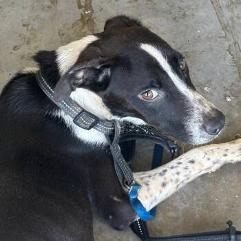 Rescue Mixed Breed Dogs for Adoption in Williston, Florida - Jasper | PetCurious