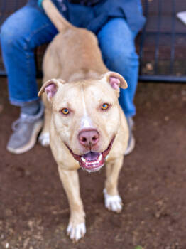 Rescue Mixed Breed Dogs for Adoption in Chamblee, Georgia - Goofy Goober- IN FOSTER | PetCurious