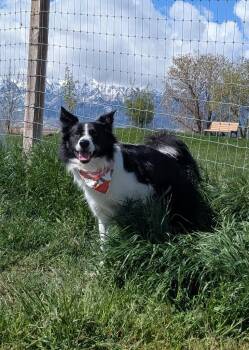 Border Collie Dogs Available for Adoption in Logan, Utah - Kenai | PetCurious