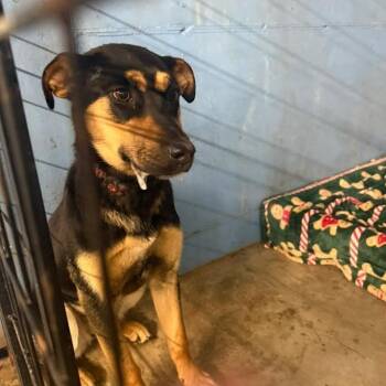 German Shepherd Dog and Mixed Breed Dogs Available for Adoption - Rowan | PetCurious
