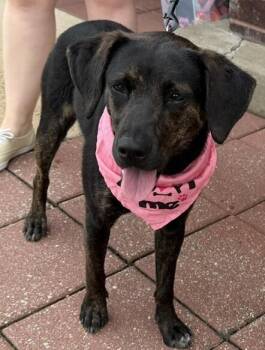 Wanda -  Feist and Plott Hound Dog for Adoption in Washington, District Of Columbia - Wanda | PetCurious