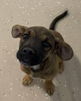 Griggs -  Shepherd Dog for Adoption in Republic, Missouri - Griggs | PetCurious