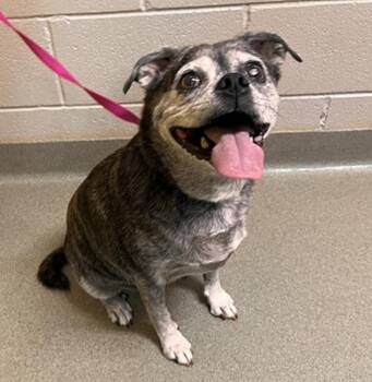 Gracie in CO -  Boston Terrier and Pug Dog for Adoption - Gracie In CO | PetCurious