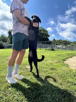 Grizzly -  Labrador Retriever and Hound Dog for Adoption in Silver Spring, Maryland - Grizzly | PetCurious
