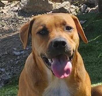 Jumbo Zoom - Good with kids and dogs -  Mountain Cur and Hound Dog for Adoption in Andover, Massachusetts - Jumbo Zoom - Good With Kids And Dogs | PetCurious