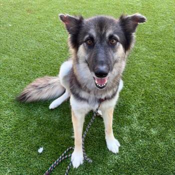 Stormi -  Shepherd Dog for Adoption in Bedford, New Hampshire - Stormi | PetCurious