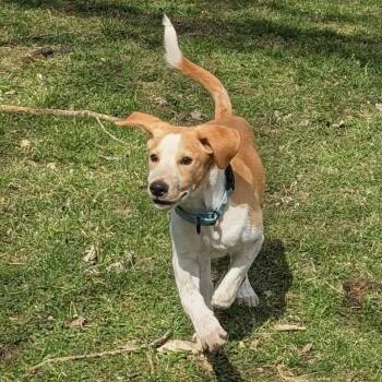 Labrador Retriever and Coonhound Dogs Available for Adoption - Cheezy Gouda Alfredo | PetCurious
