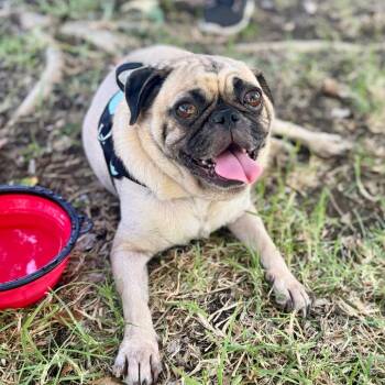 Bob - City of Industry Location -  Pug Dog for Adoption in Chino Hills, California - Bob - City Of Industry Location | PetCurious