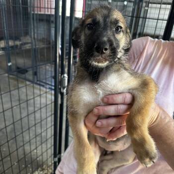 Tilly -  Mixed Breed Dog for Adoption in Riverwoods, Illinois - Tilly | PetCurious