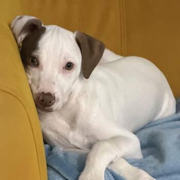 Pit Bull Terrier Dogs Available for Adoption - Willow | PetCurious
