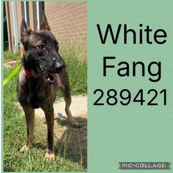 WHITE FANG -  Belgian Shepherd Malinois and Mixed Breed Dog for Adoption in Macon, Georgia - WHITE FANG | PetCurious