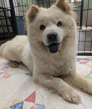 CC aka Doop Doop -  Chow Chow Dog for Adoption in Lisbon, Ohio - CC Aka Doop Doop | PetCurious