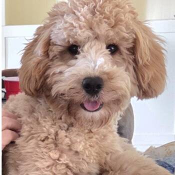 Teddy -  Golden Retriever and Poodle Dog for Adoption in Griffin, Georgia - Teddy | PetCurious